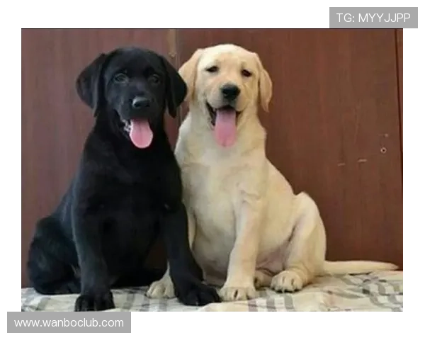 赫罗纳俱乐部拉布拉多犬训练与日常护理全方位指南